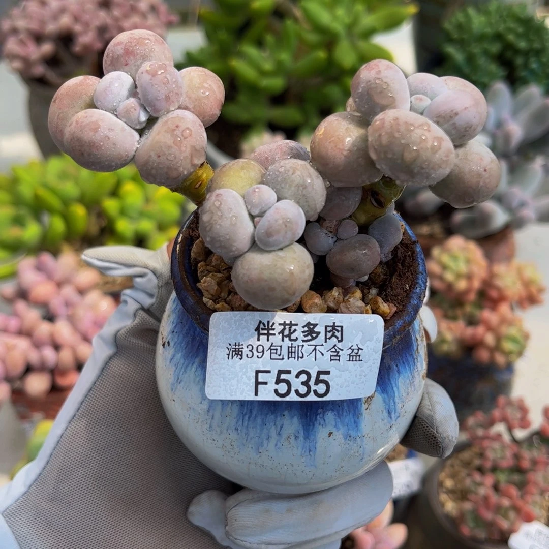 535-芭比奶多肉7cm
