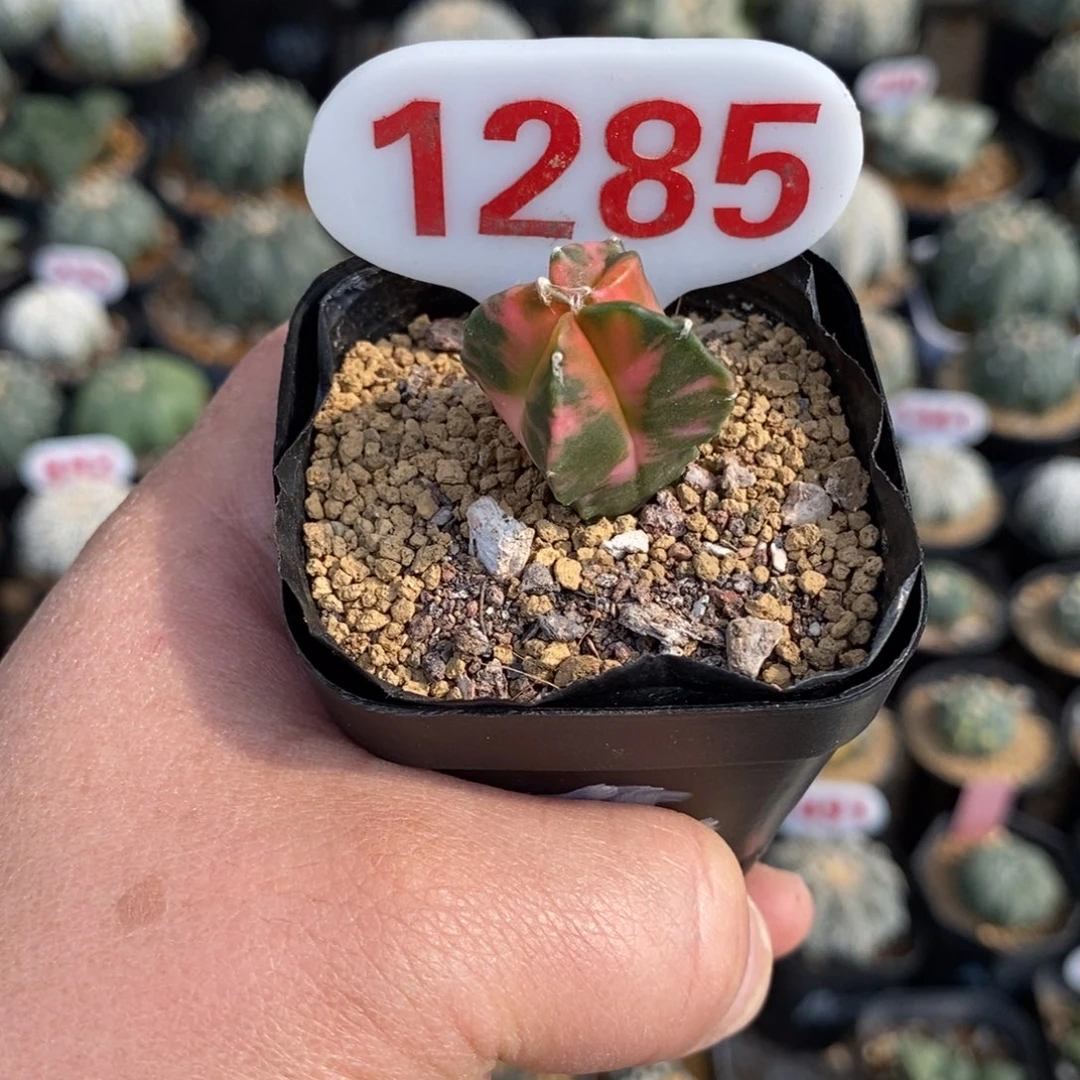 1285鸾凤玉锦福利