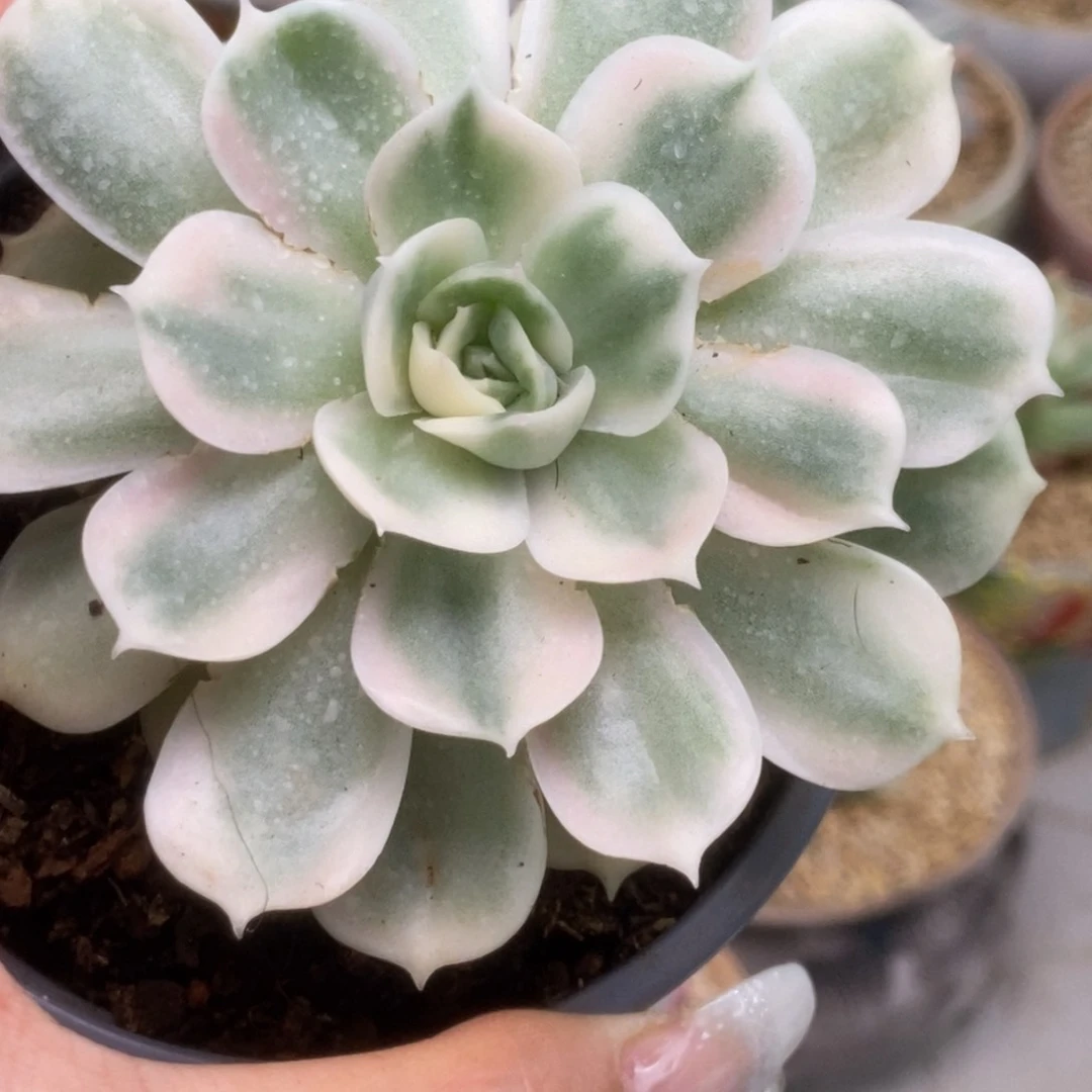 080昂丝诺锦锦锦锦锦锦锦