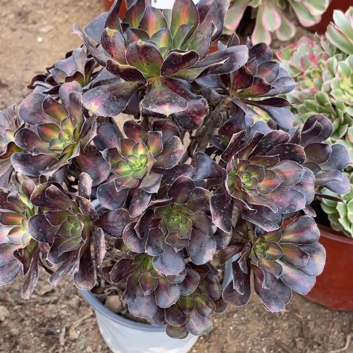 无花朵141晚霞多肉植物