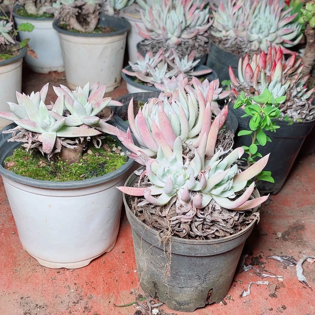 四盆仙女杯多肉品种随机