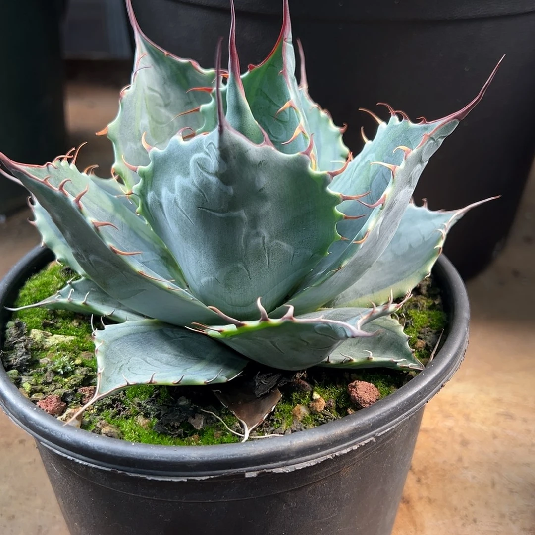 无花朵多肉植物赖光鲸龙舌兰