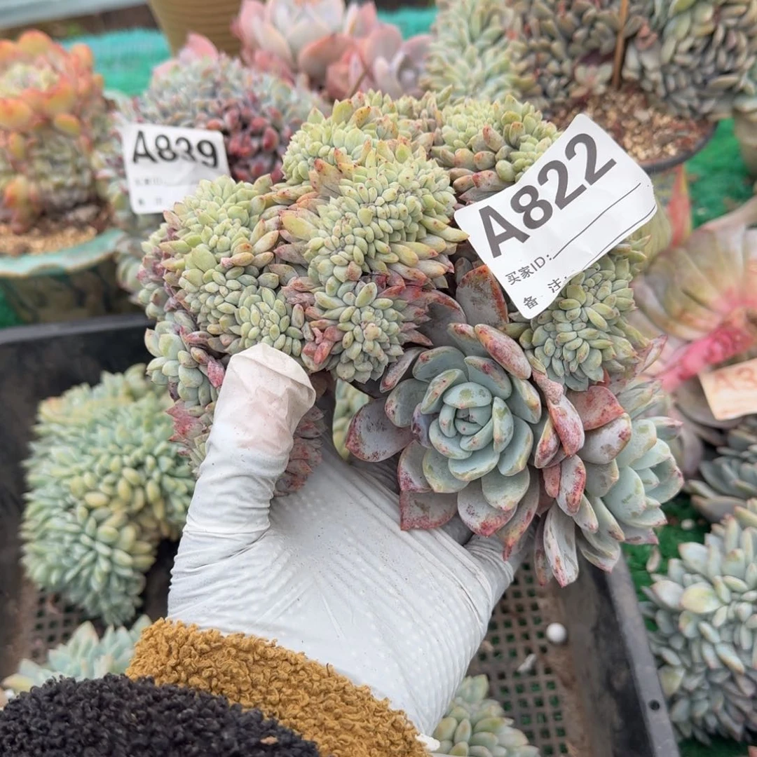 星影缀化呀呀呀呀