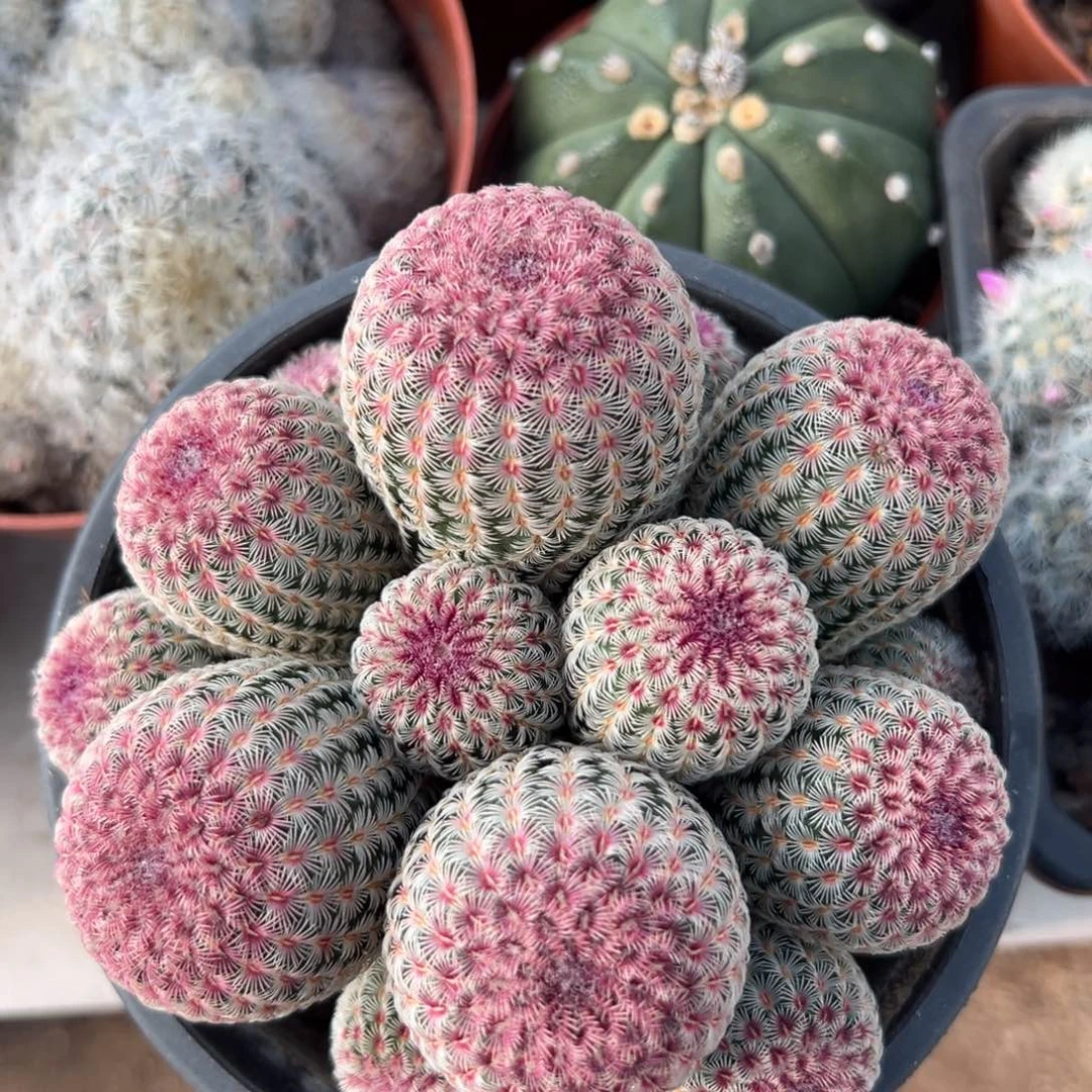 蛋***圆 零零落落 零零落落