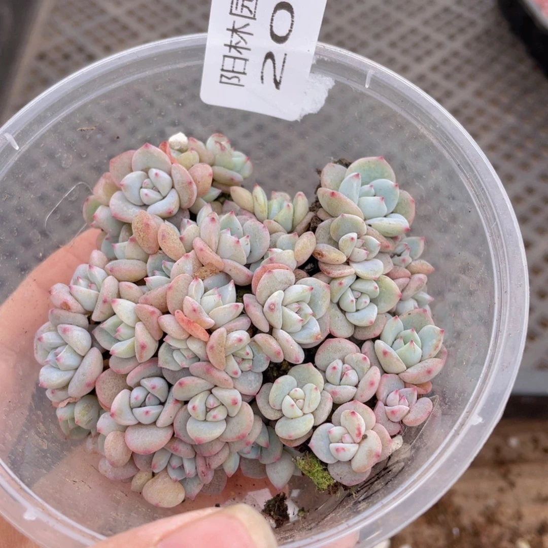 多肉植物多肉植物209