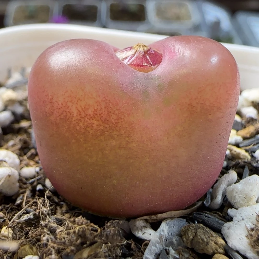 1。20。水蜜桃。上播福利。