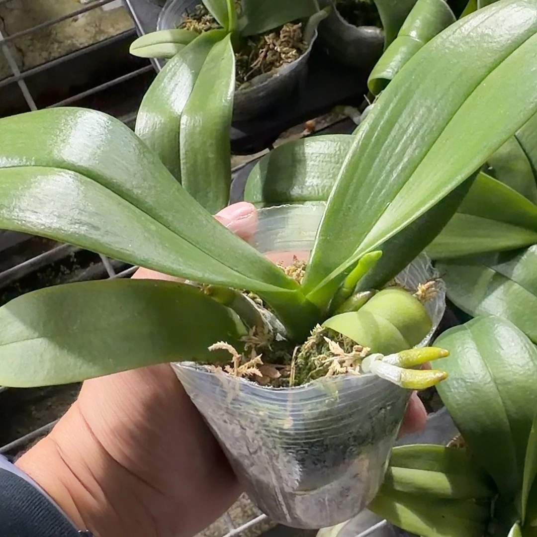 无花朵2.8柳林野猫带梗