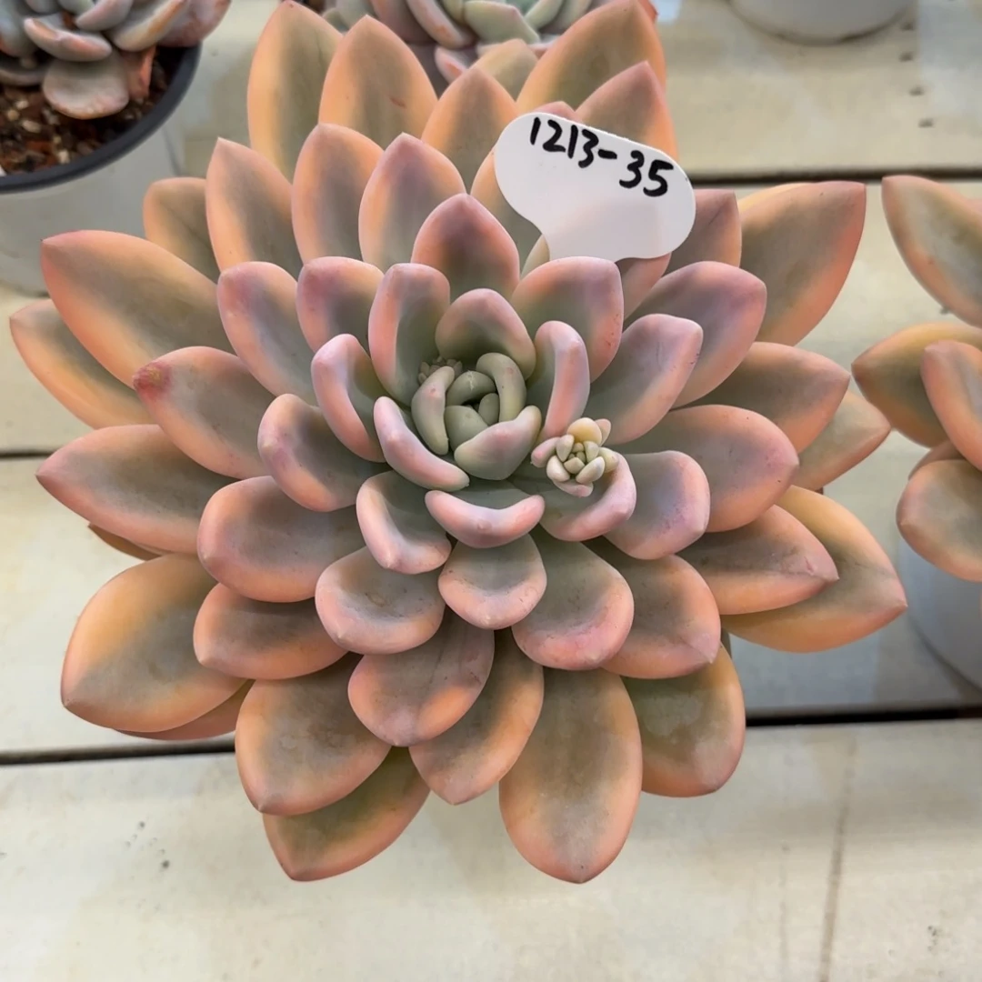 点****1213-35奥普锦脱土发货