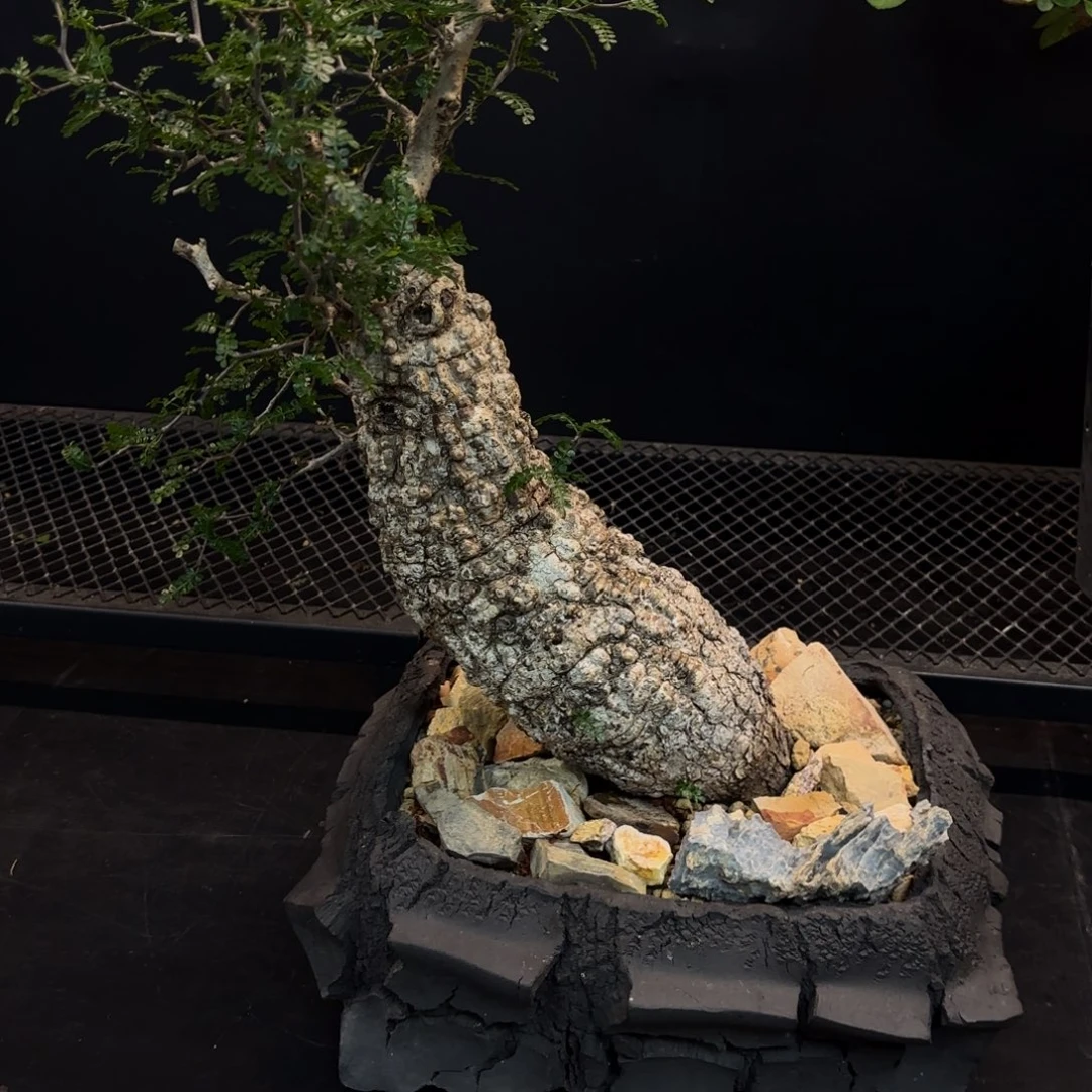 象足漆树产地熟桩