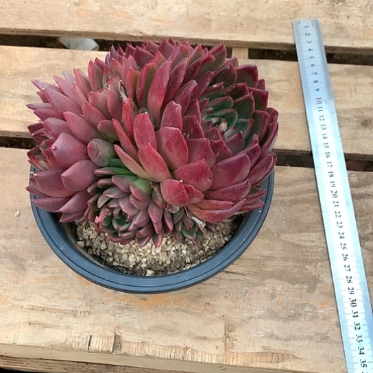 谈*显美肉特价活动开始啦