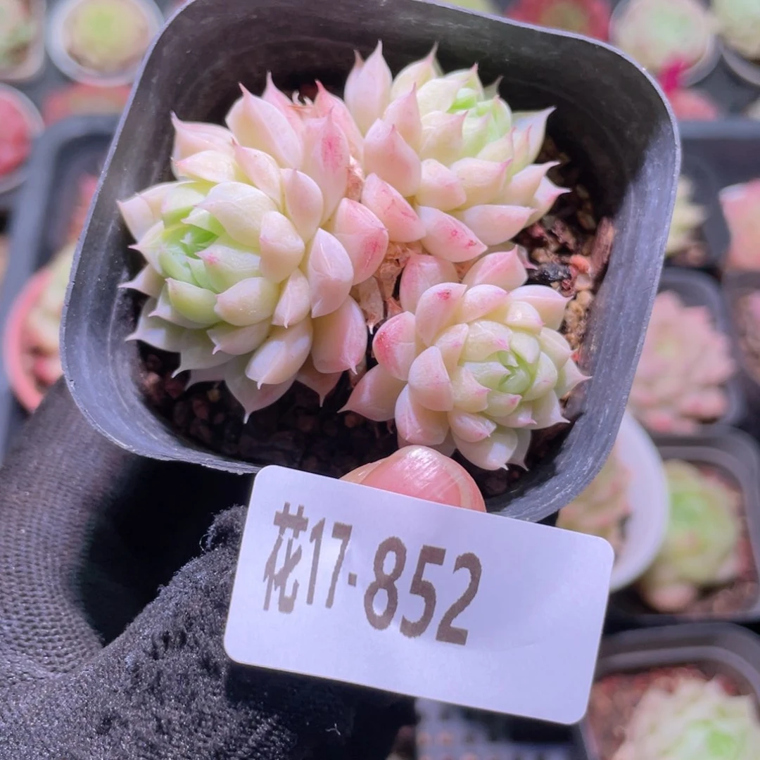 花利美17-852清浅