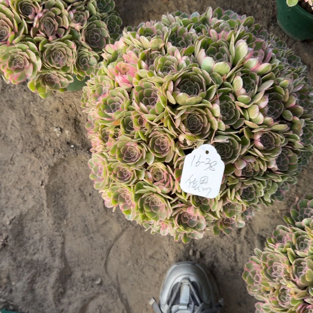 佳***思法师丘比特嫩桩寄养16-38