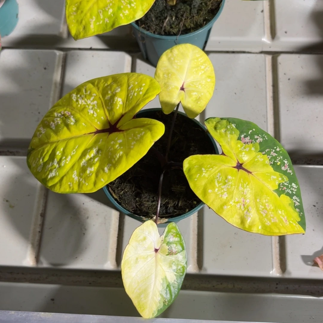 黛比泰国彩叶芋80-1219