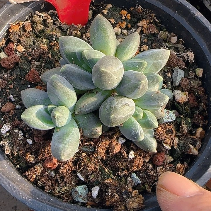 卡布奇诺杂699多肉植物