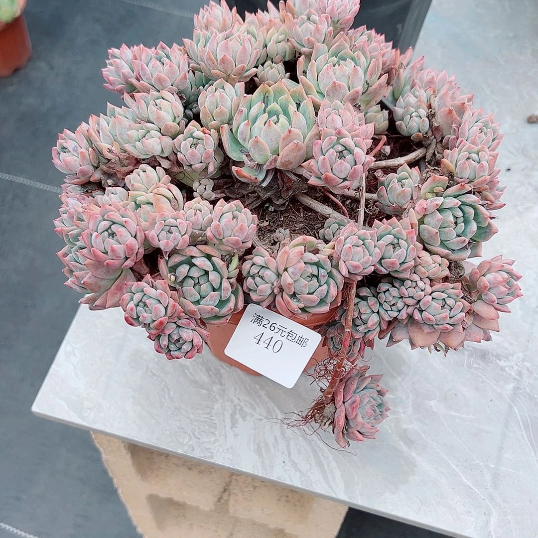姚***谦440霜花多肉植物多肉