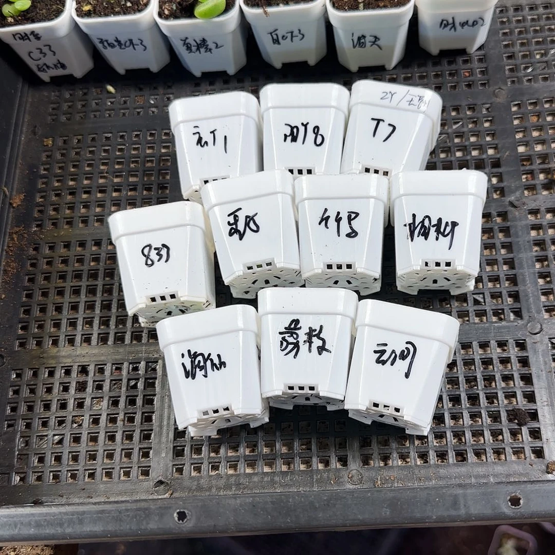 619甜心10件加芝麻一个满25包邮