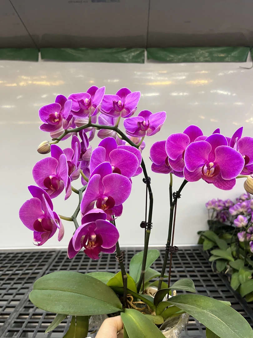 A10【甜草莓】欧品高端蝴蝶兰室内花卉