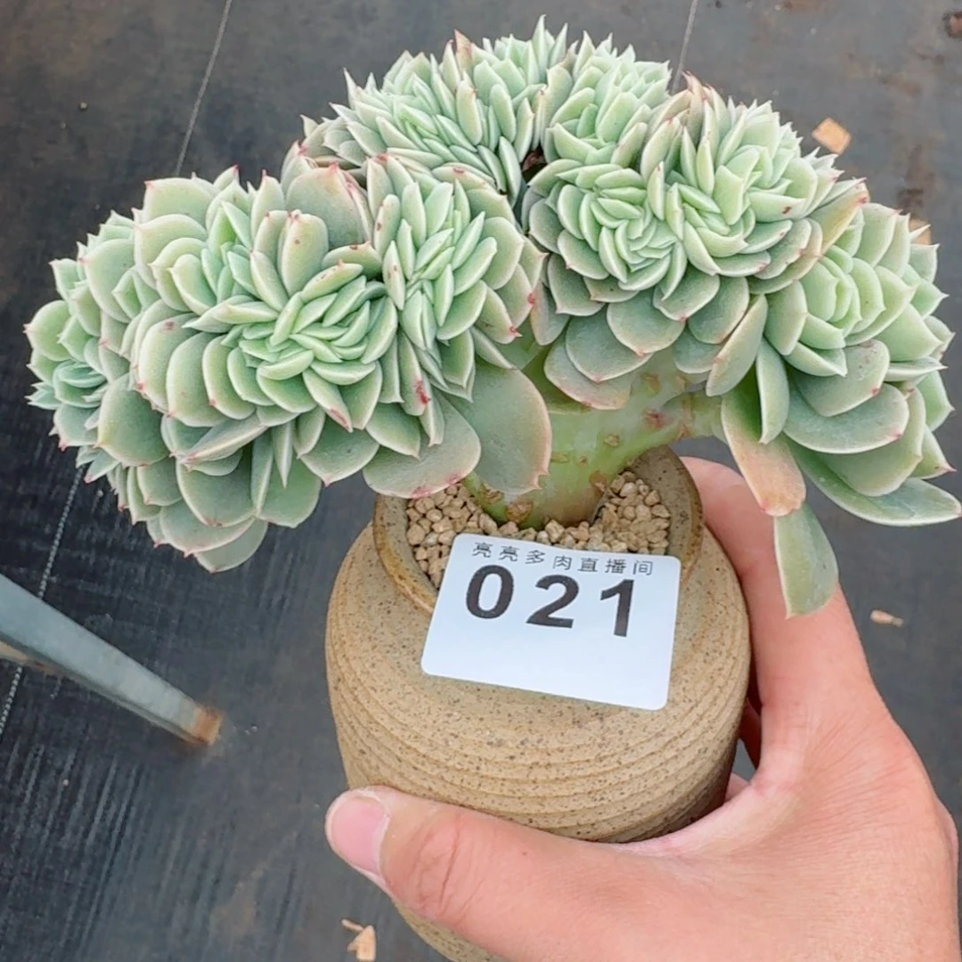 星娜塔缀化      愿你一路坦途，乘风破浪展宏图