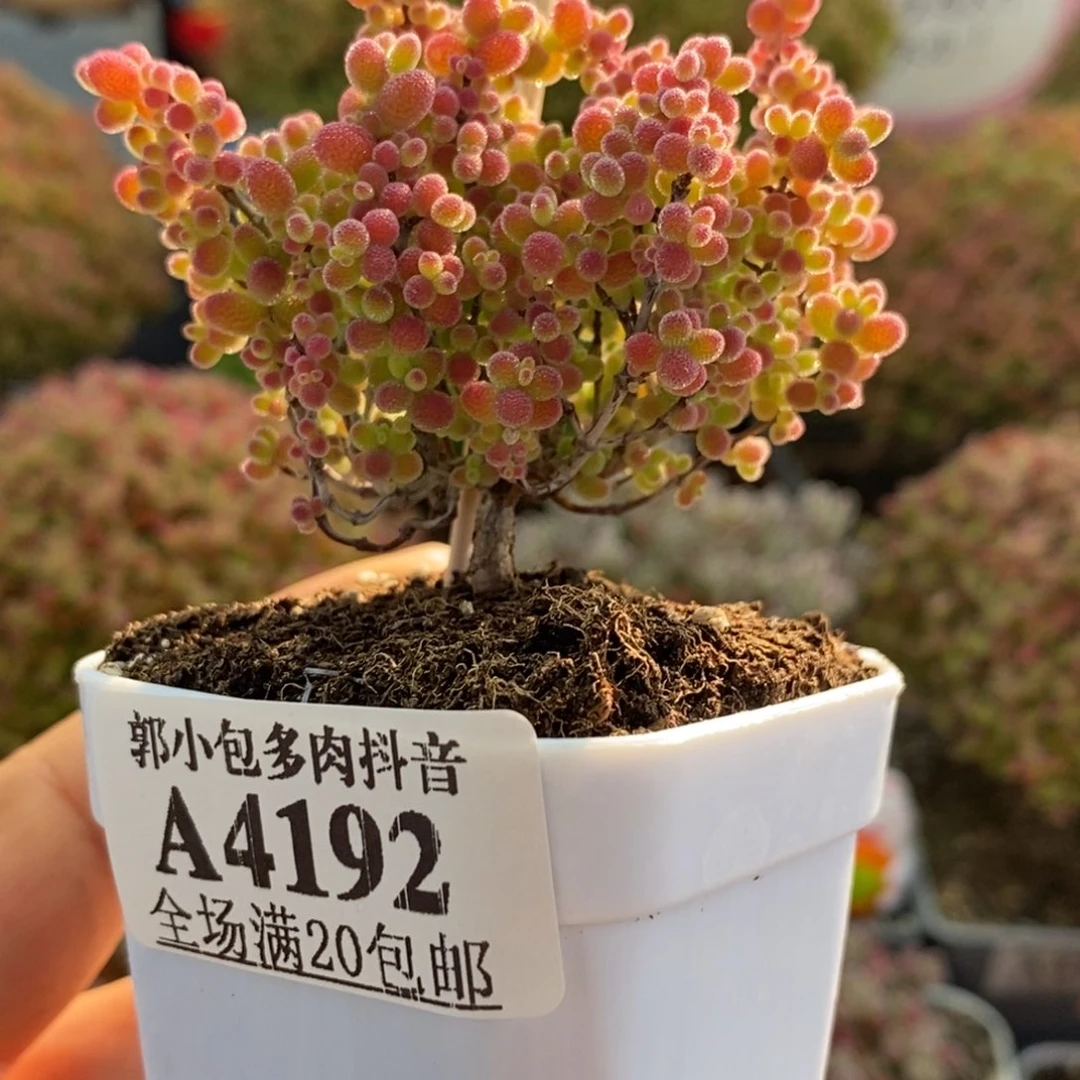蜜橘糖球4192枝干番杏