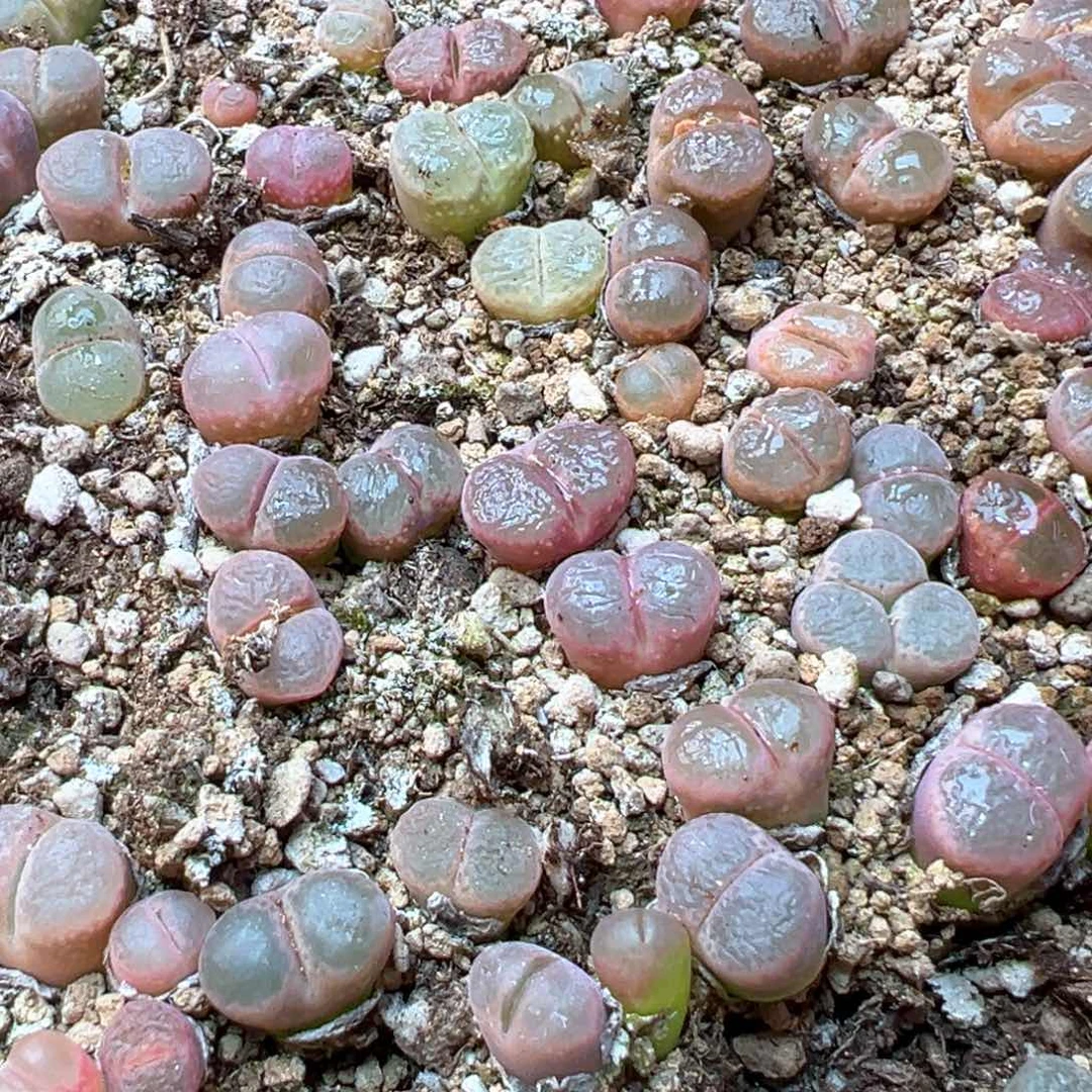 41。日系红宝石风铃 单颗量拍。万赞福利