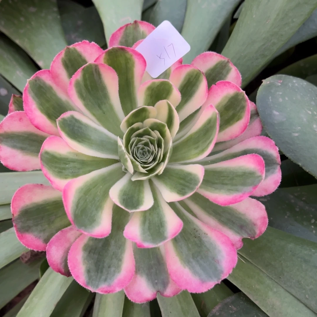 鲜***活517海棠嫁接多肉嘻嘻嘻