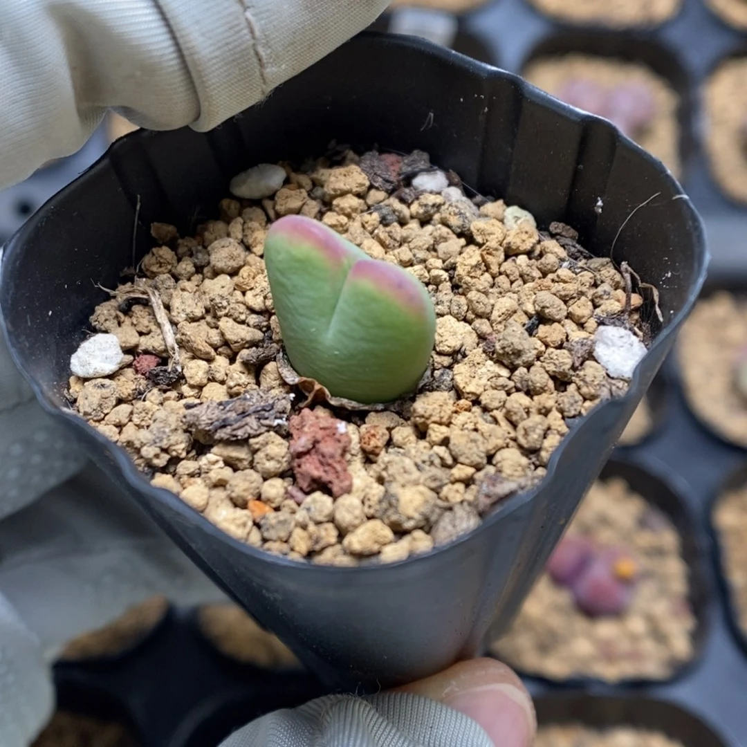 多肉植物肉锥杂交K-3718