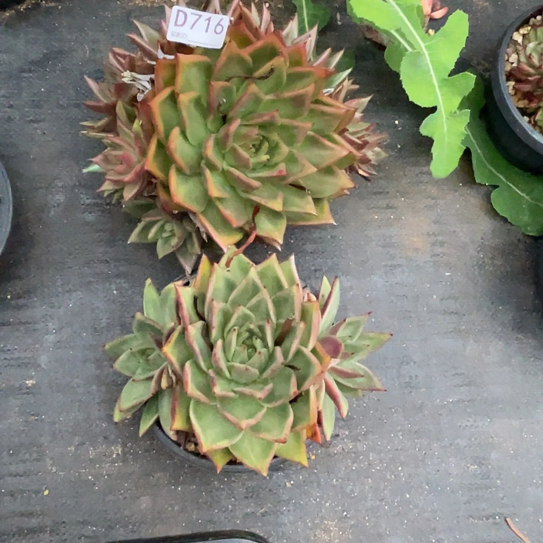 若如东云单拍D716