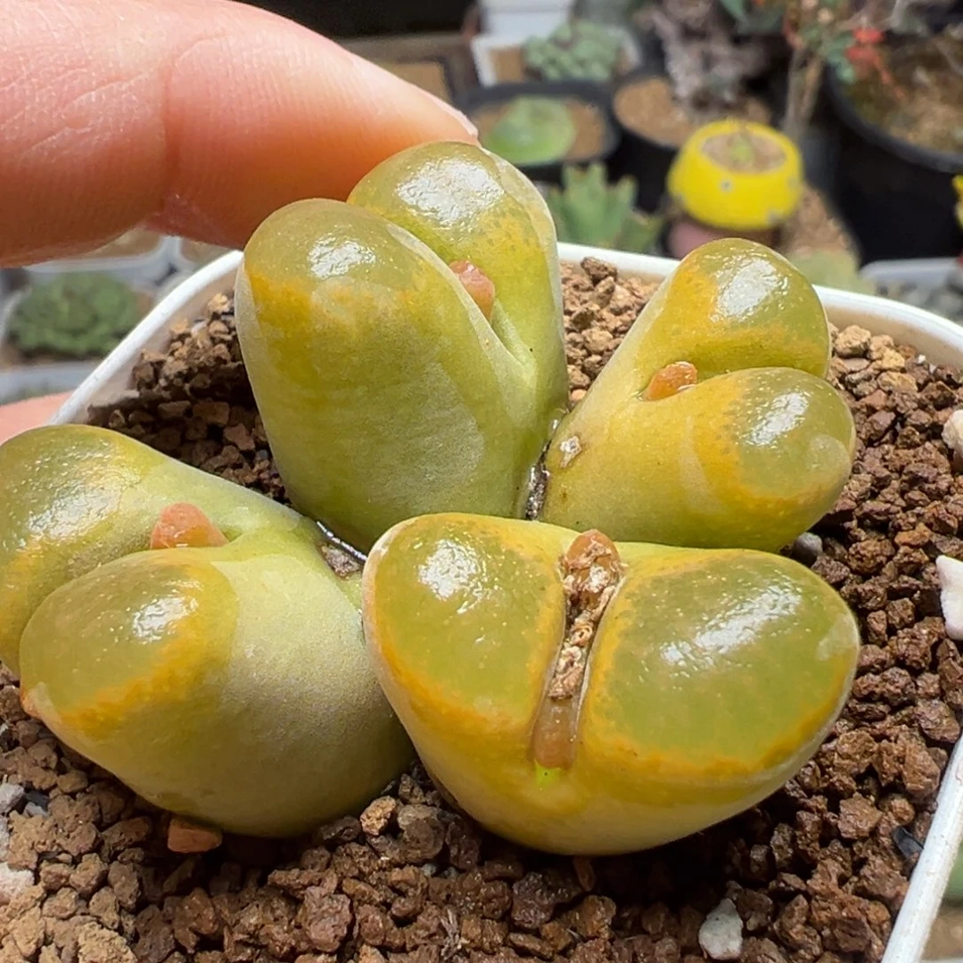 小***俞1808.3蛋糕风铃多肉植物