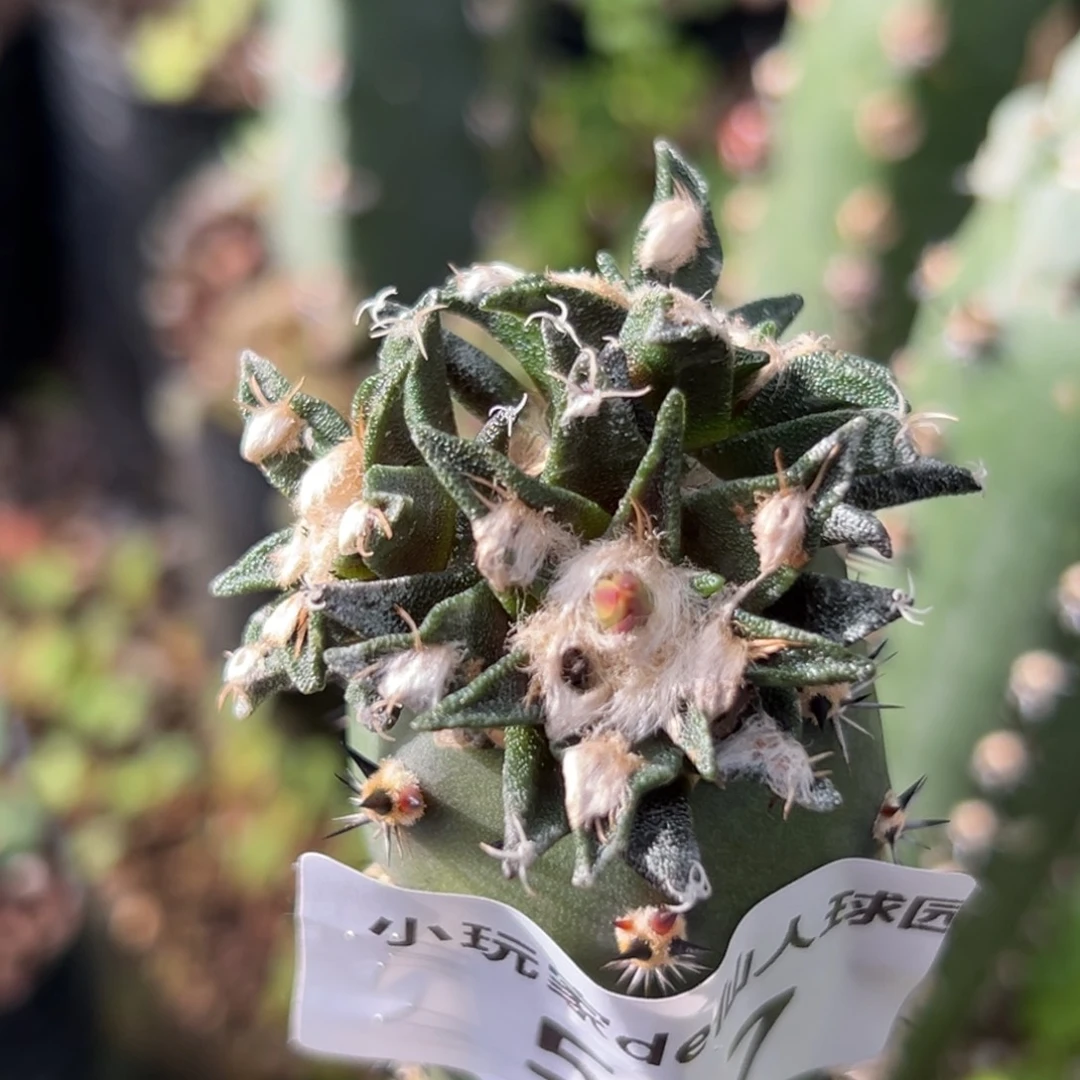 597 龙舌兰牡丹 三头