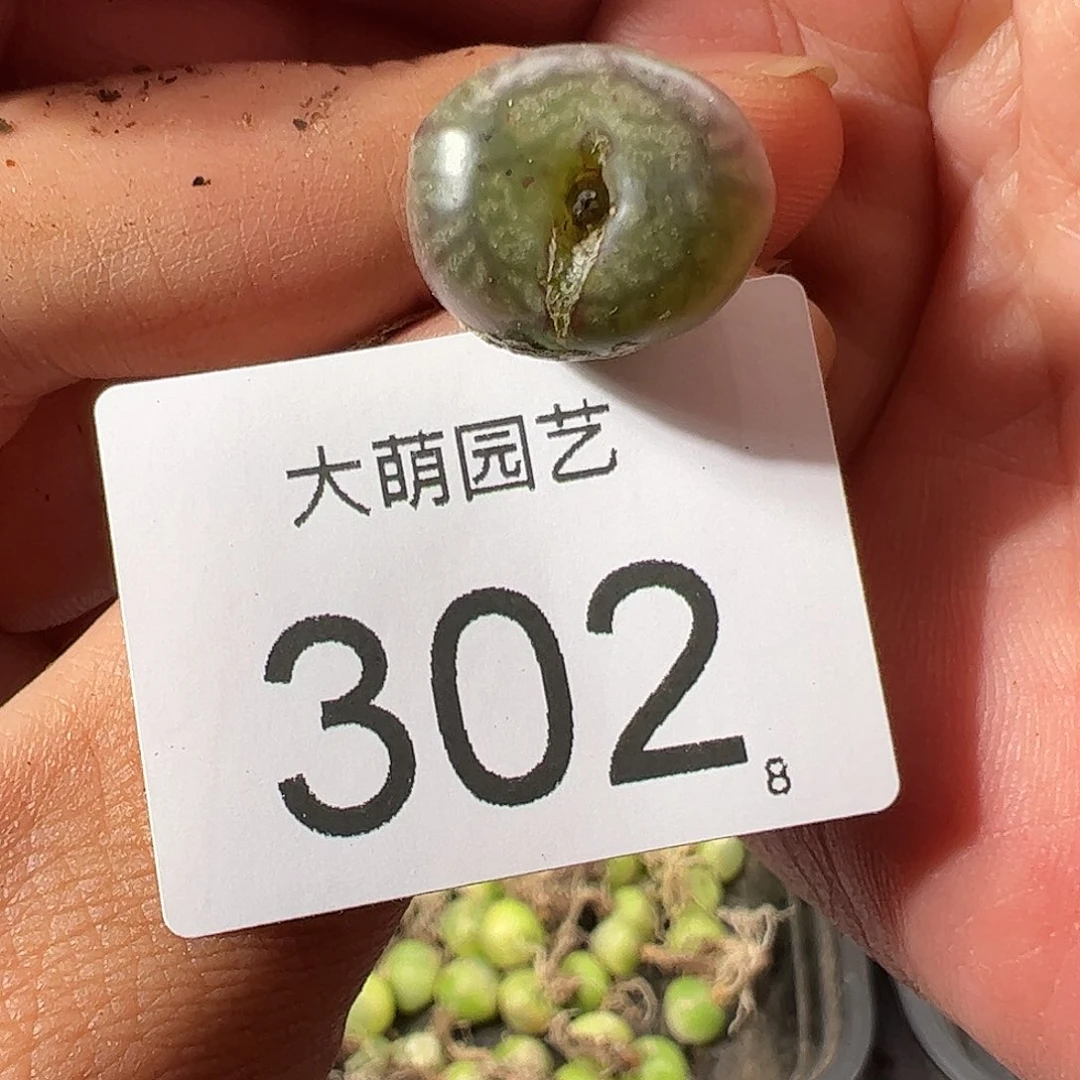 0000302 一物一拍……