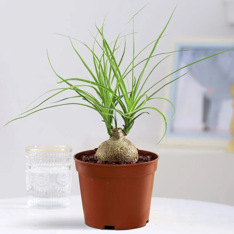 【懒人绿植尽头】 矮霸多头酒瓶兰龙舌兰科江湖人称养不死