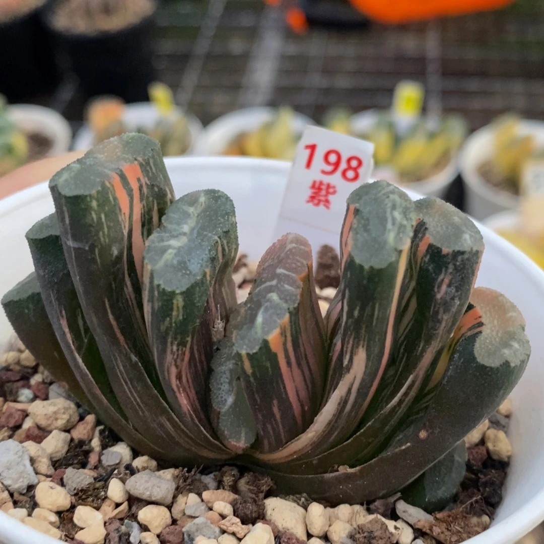 198号赤斑玉扇锦多肉