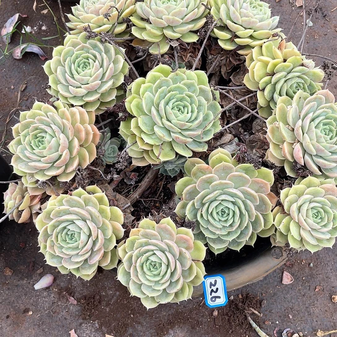 226昂斯诺 一物一拍多肉