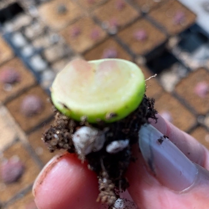 565大拉登一颗一颗