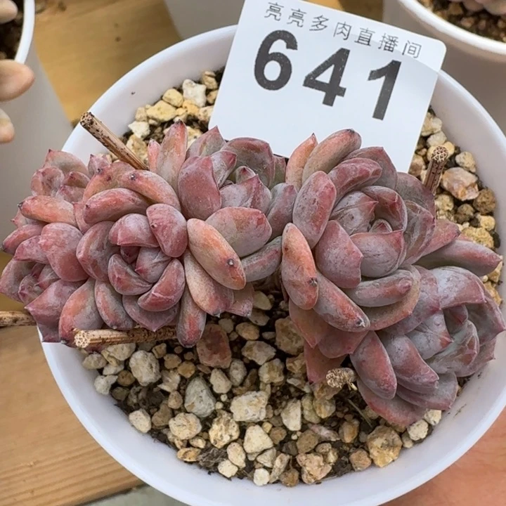 树桩星影            多肉植物