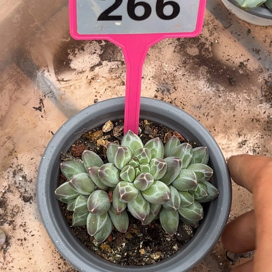 多肉植物申公豹266