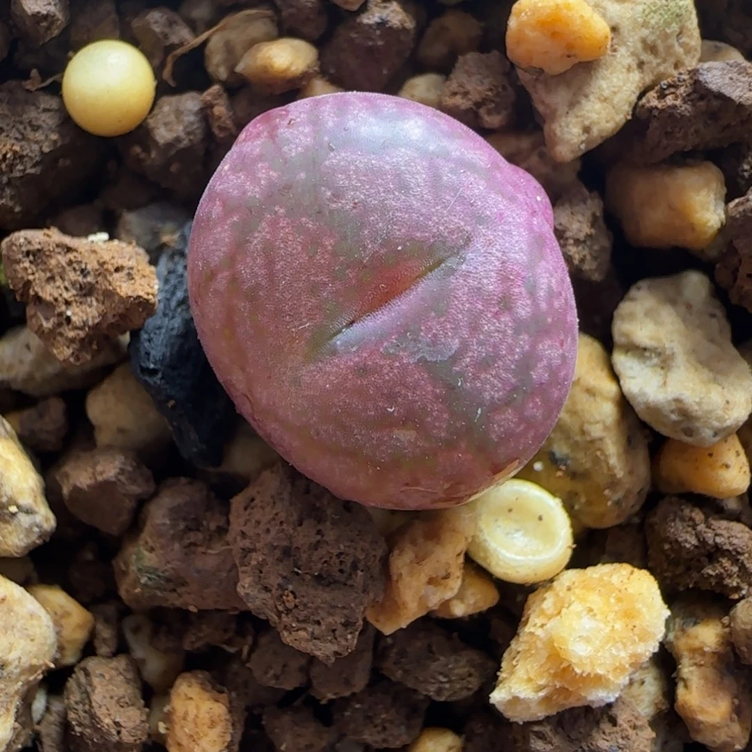 2.2号多肉毛杂一颗50号