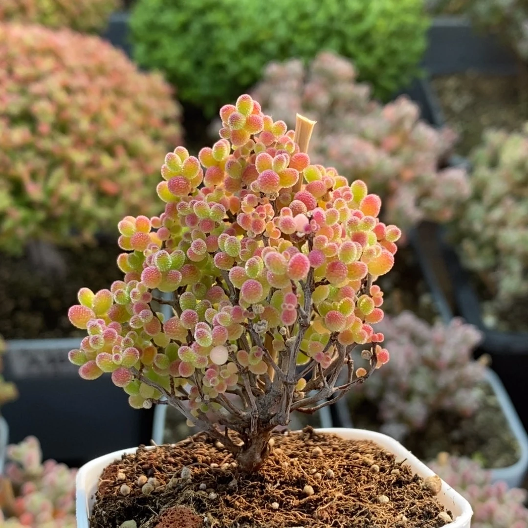 蜜橘糖球4040枝干番杏