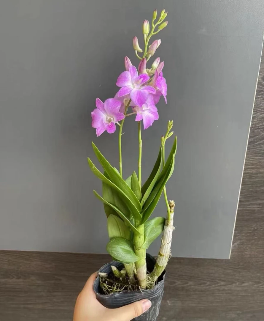 【水晶】 石斛兰室内高档花卉绿植