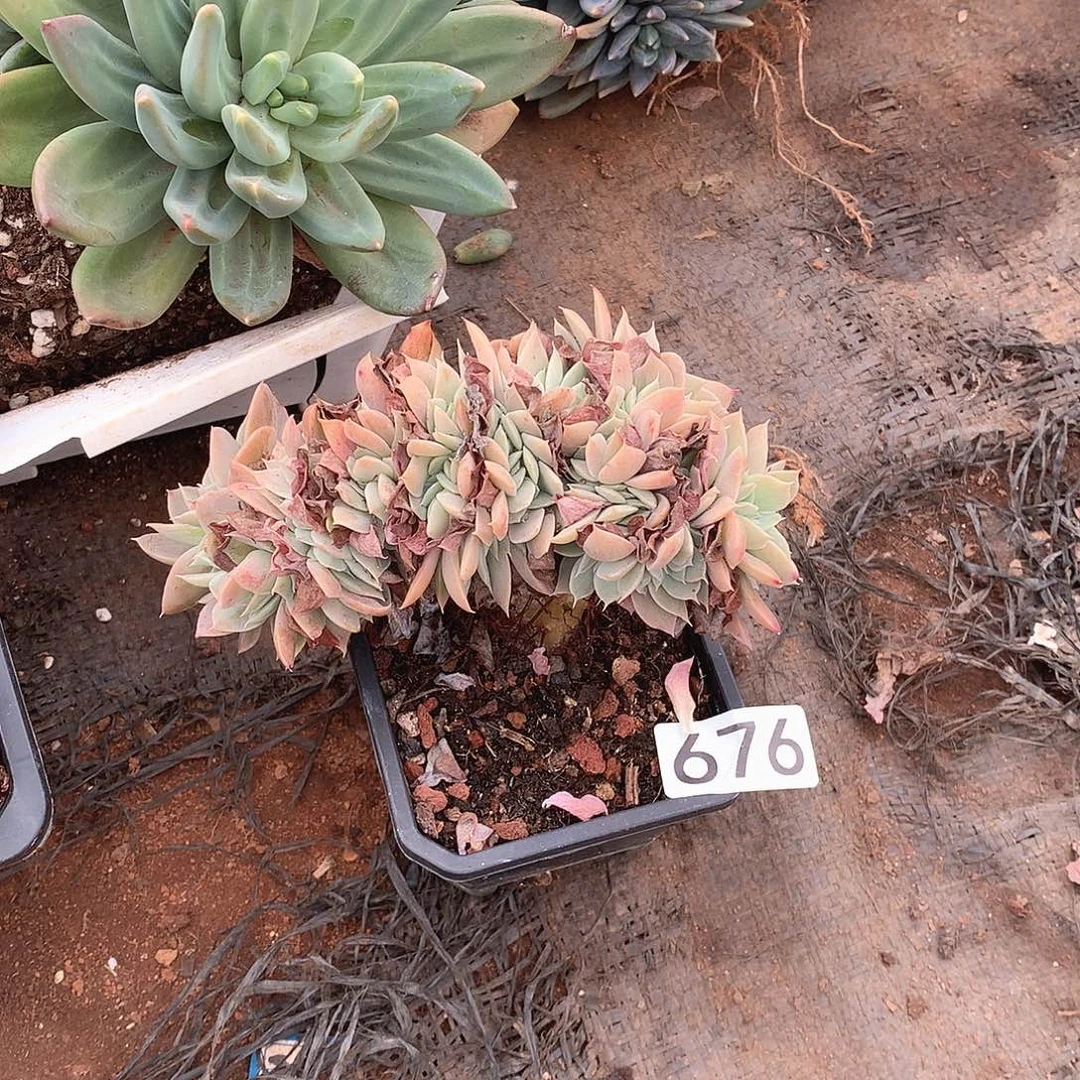 676丝绸缀一物一拍多肉