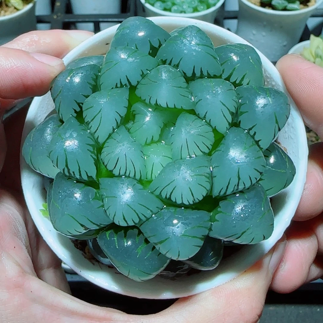 大母本冰灯多肉