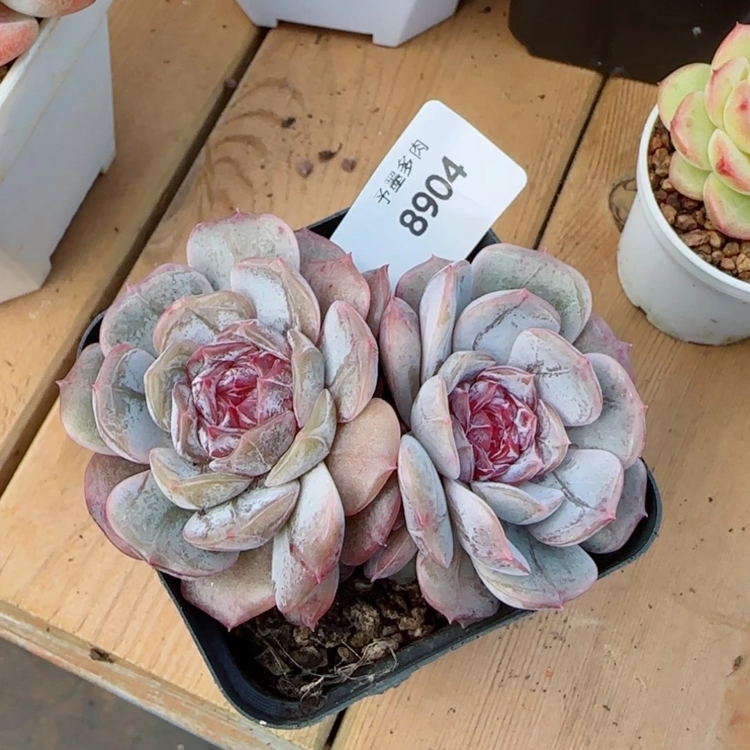 宫花，8904多肉植物