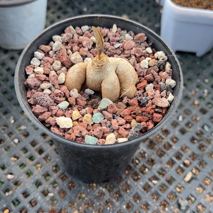 花叶莫拉提，一物一拍带盆