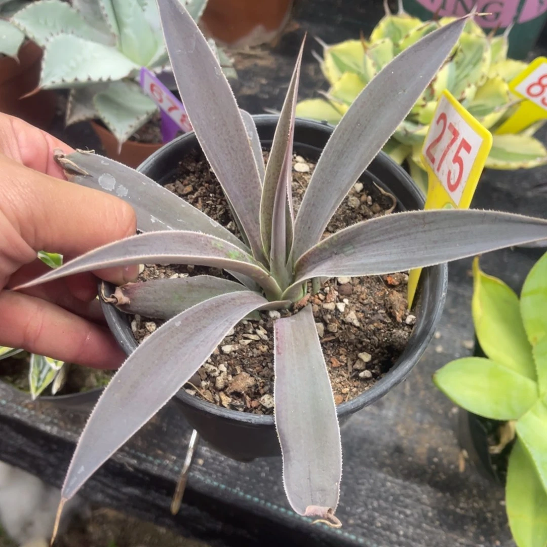 薰衣草夫人龙舌兰