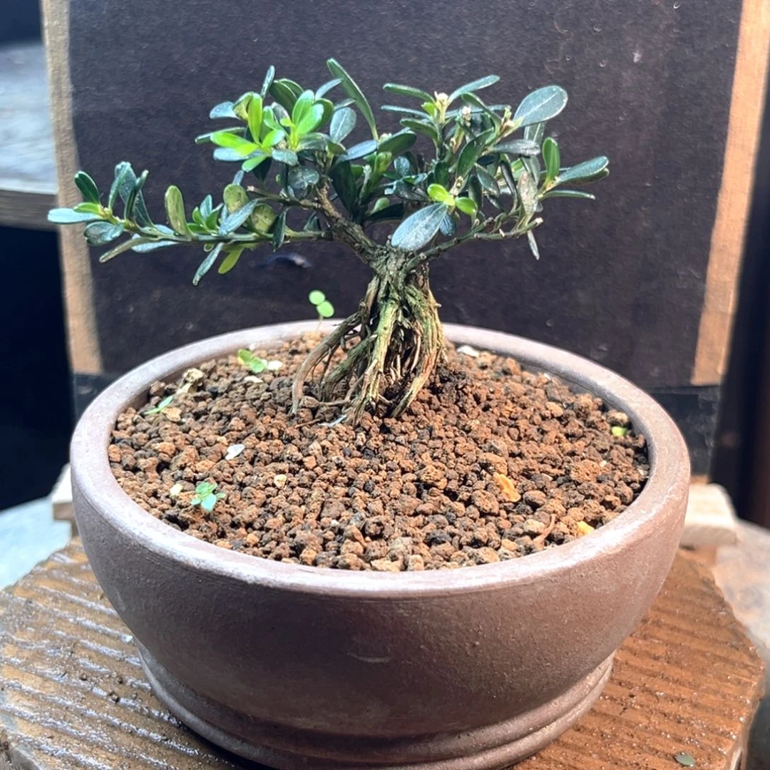 命***定无花朵凤米黄杨一物一拍