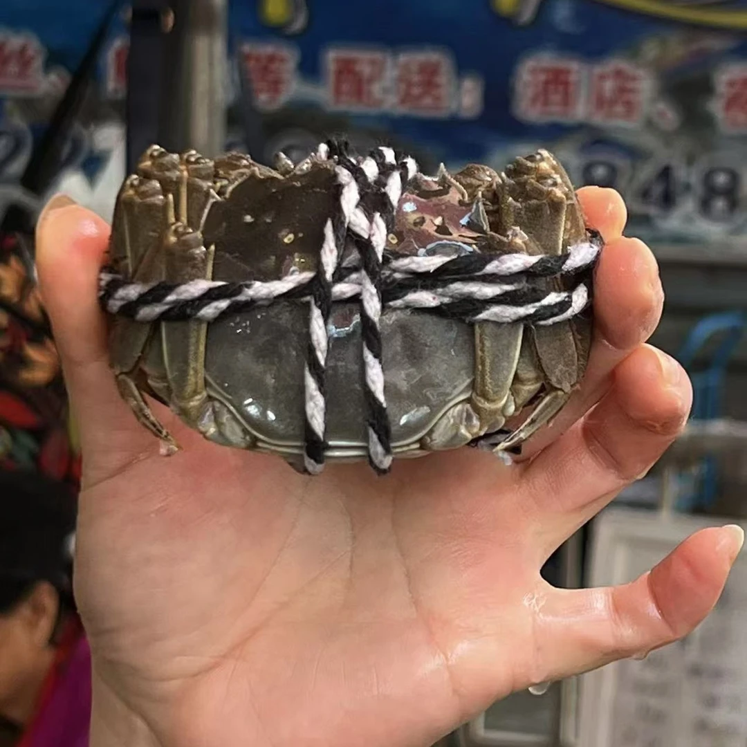 鑫星海鲜蟹母蟹2.5两一只