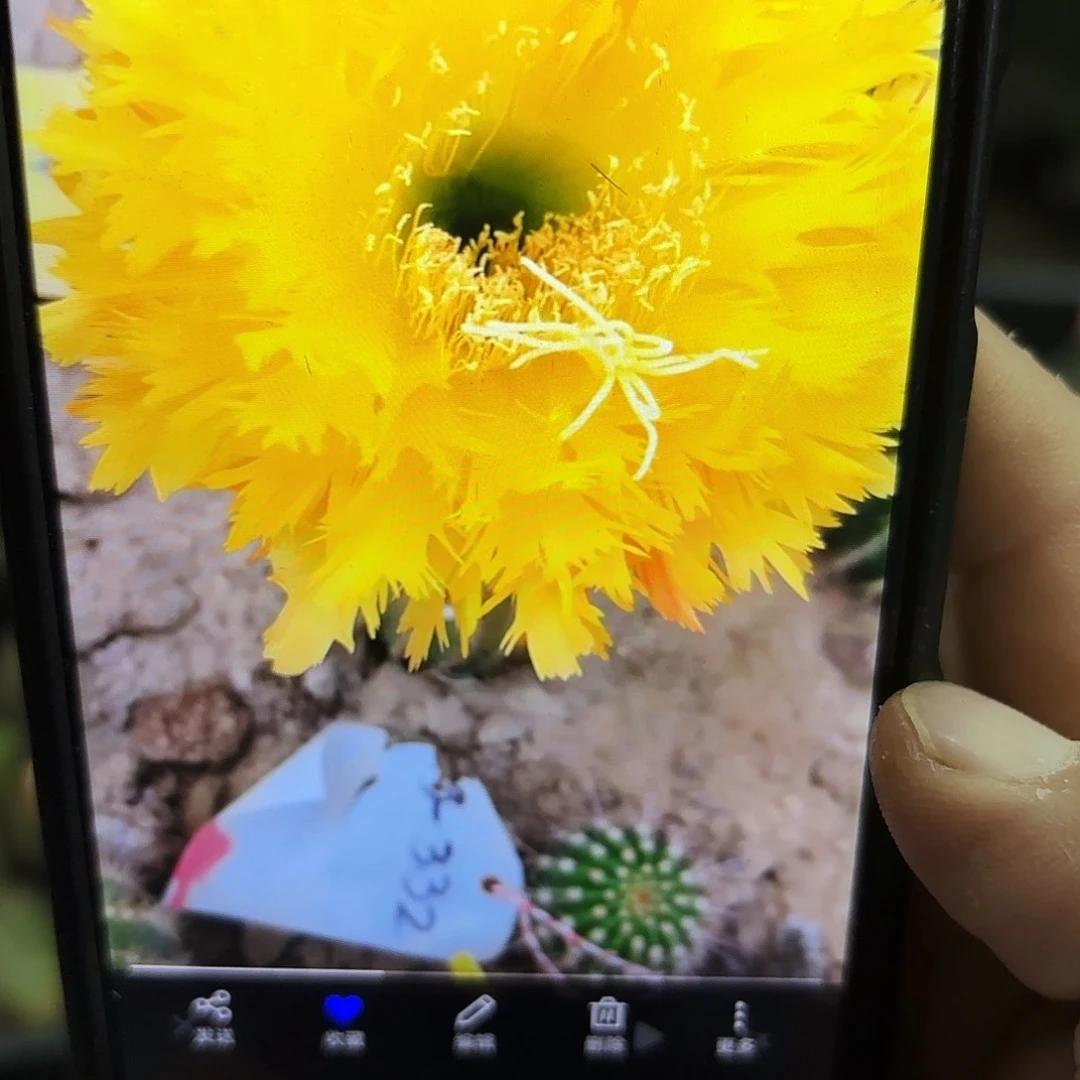 黄据齿毛侧牙20包邮29