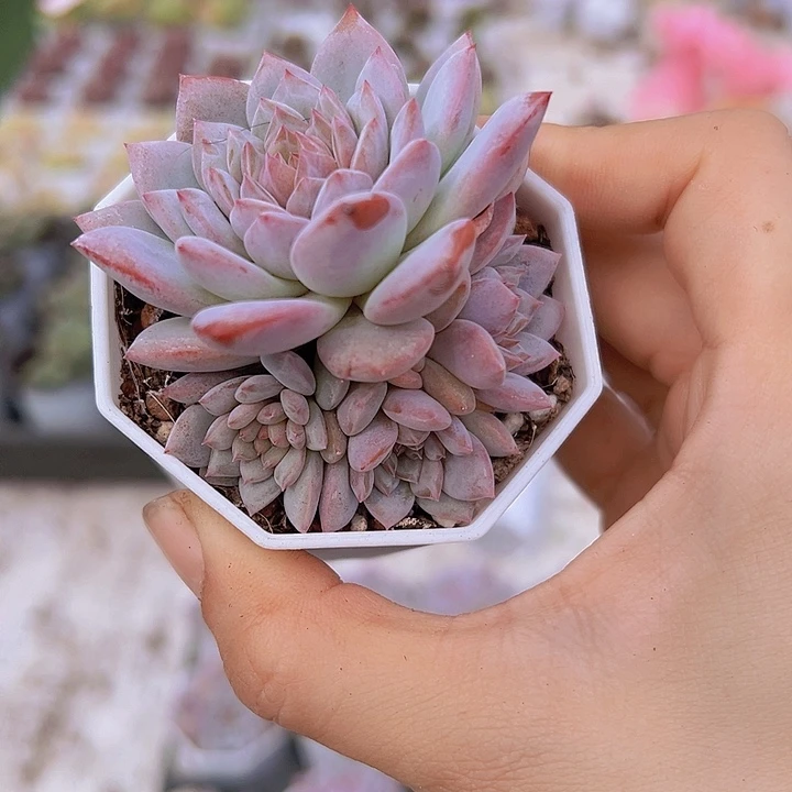 带崽星星橙19包邮多肉植物
