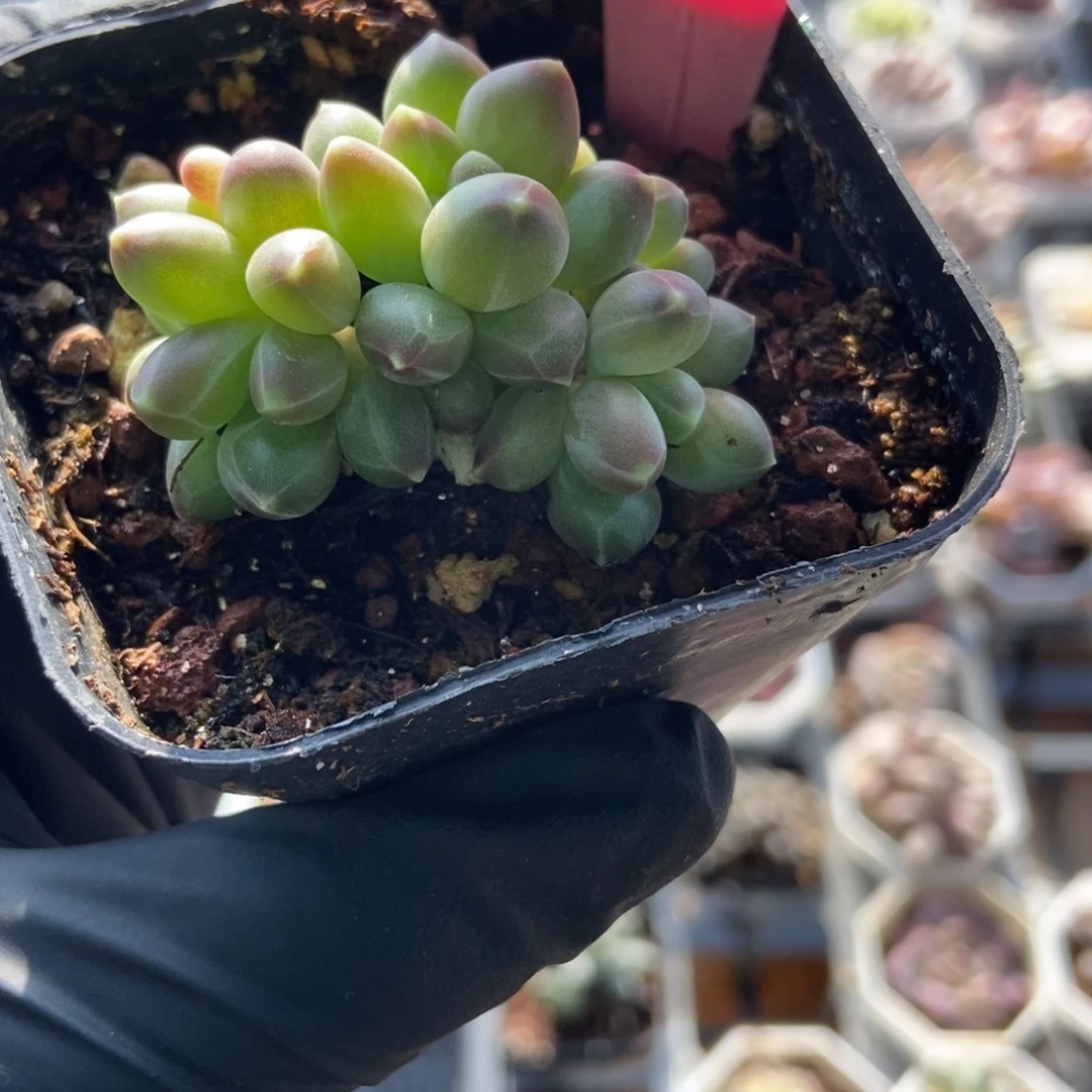 1903伊卡鲁斯多肉植物