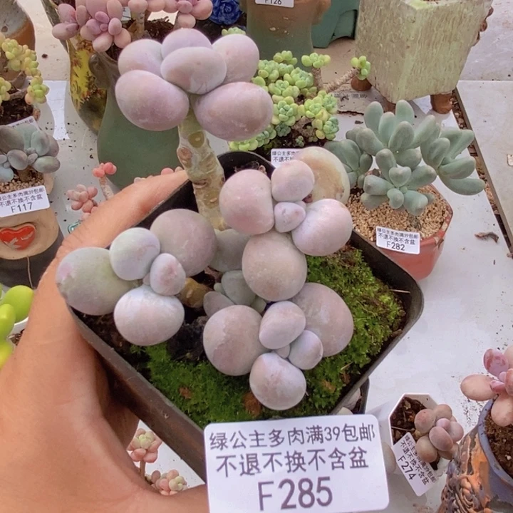 芭比奶洛7cm285多肉植物